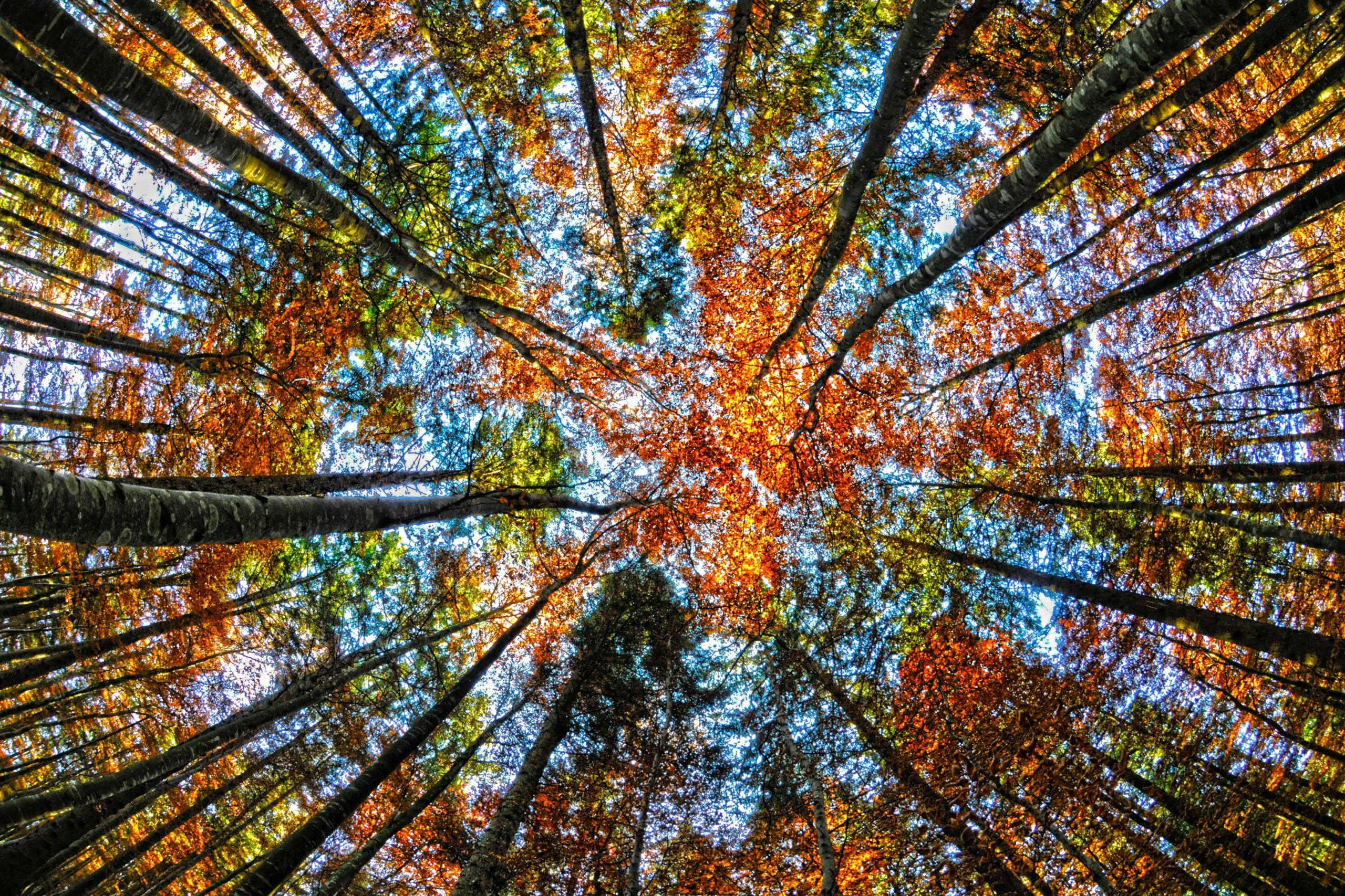 Herbstwald